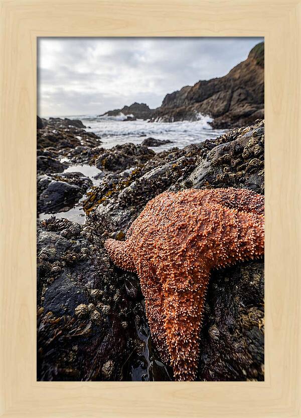 Starfish Texture Detail