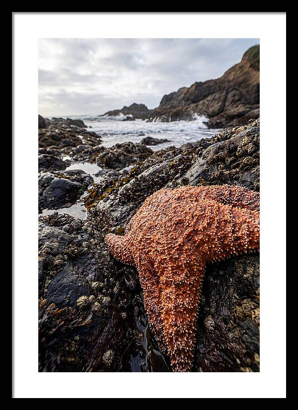 Starfish Texture Detail