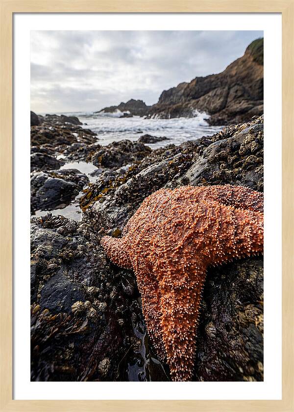 Starfish Texture Detail