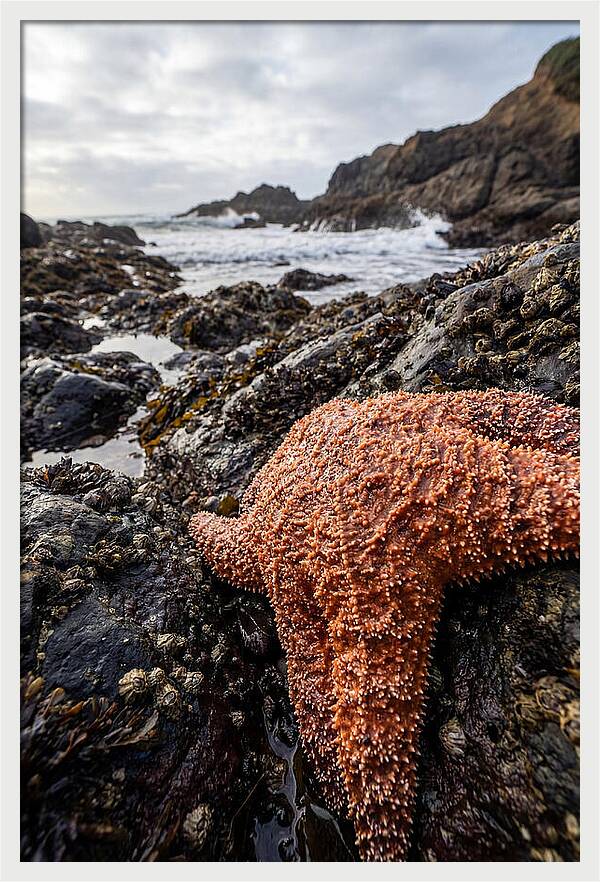 Starfish Texture Detail