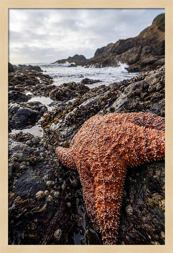 Starfish Texture Detail