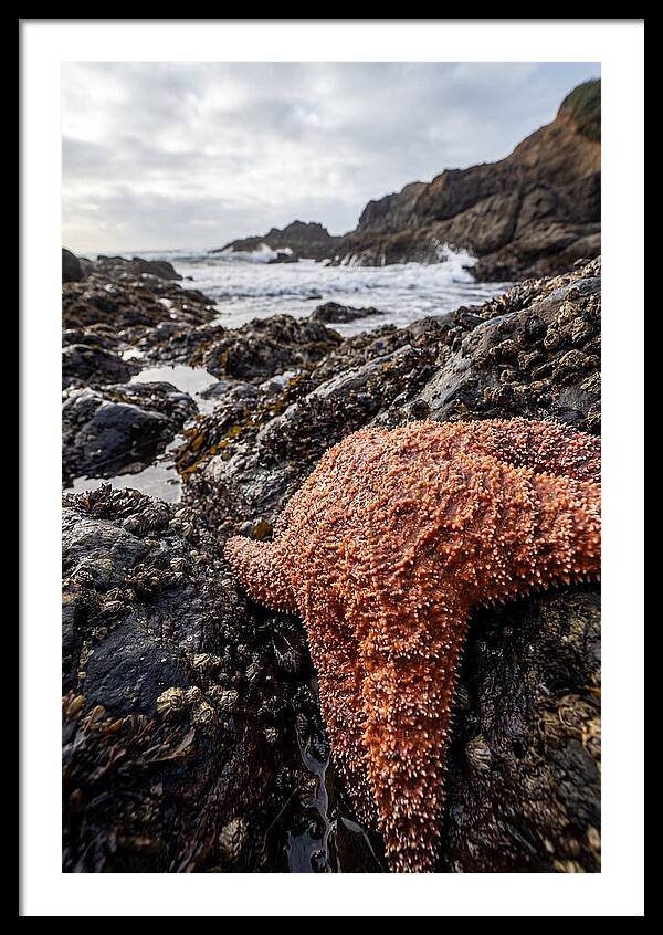 Starfish Texture Detail