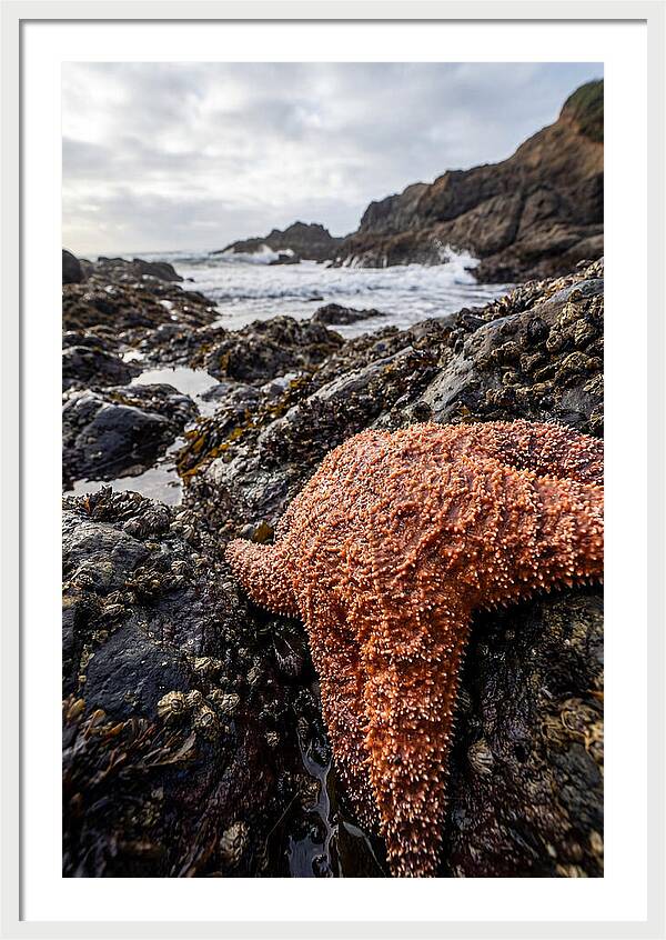 Starfish Texture Detail