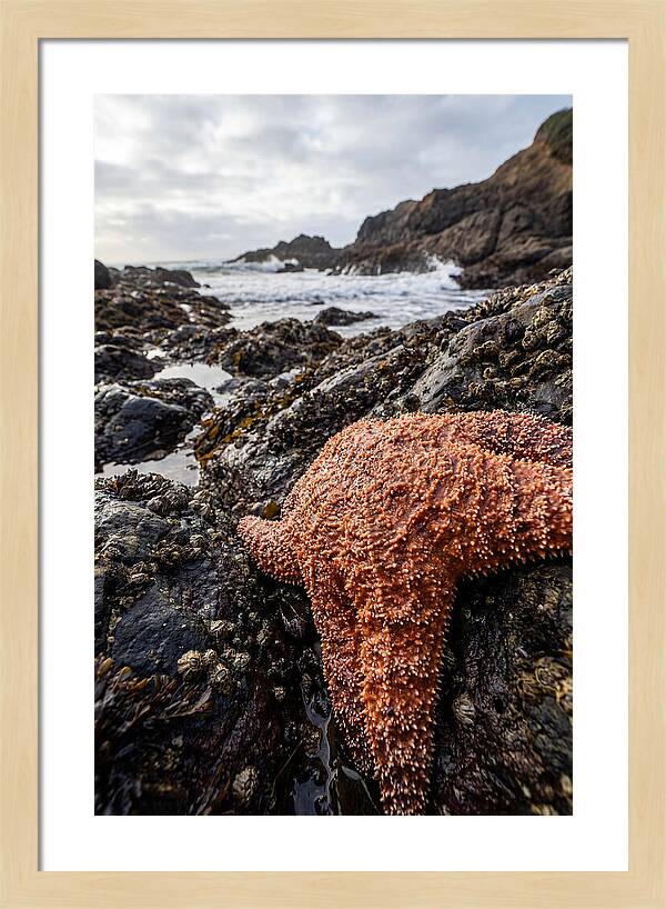 Starfish Texture Detail