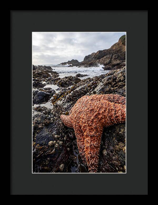 Starfish Texture Detail