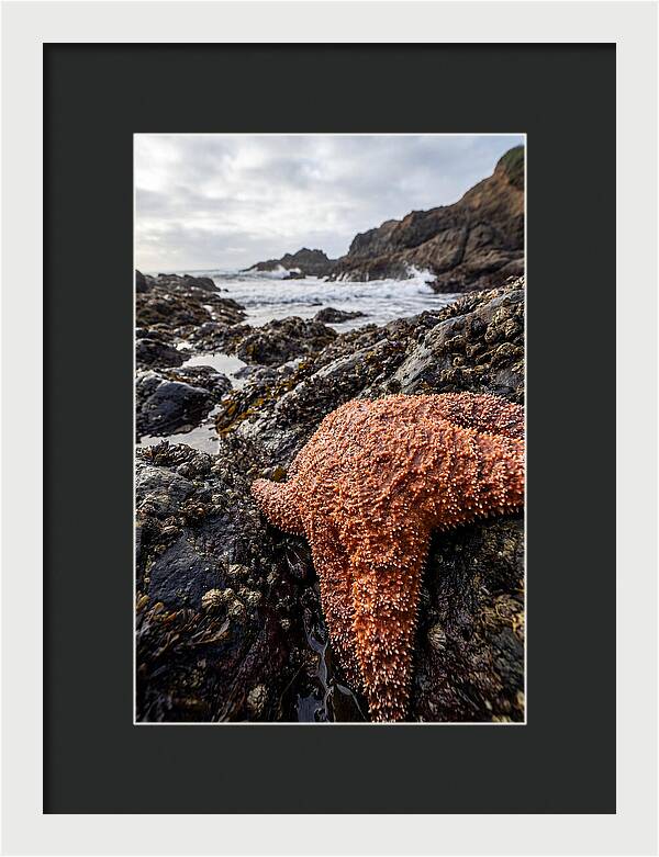 Starfish Texture Detail