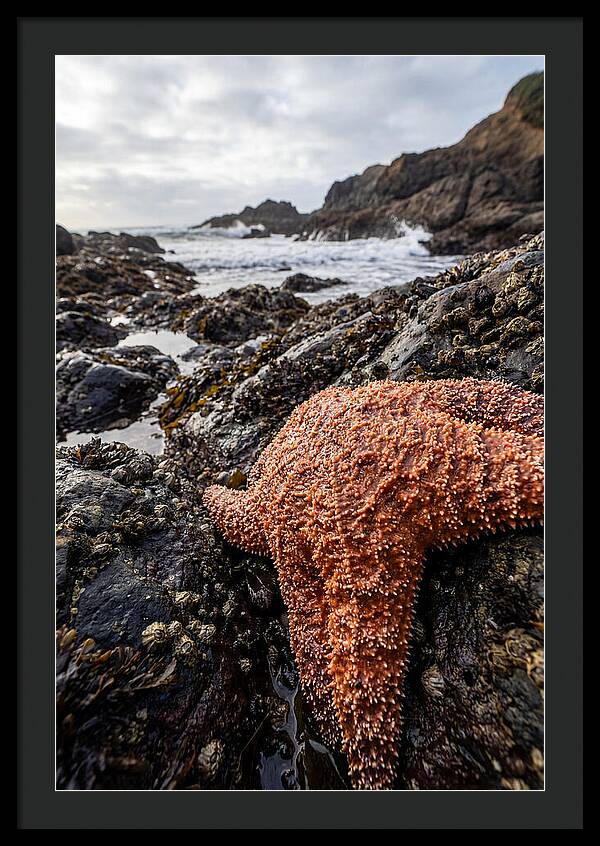 Starfish Texture Detail