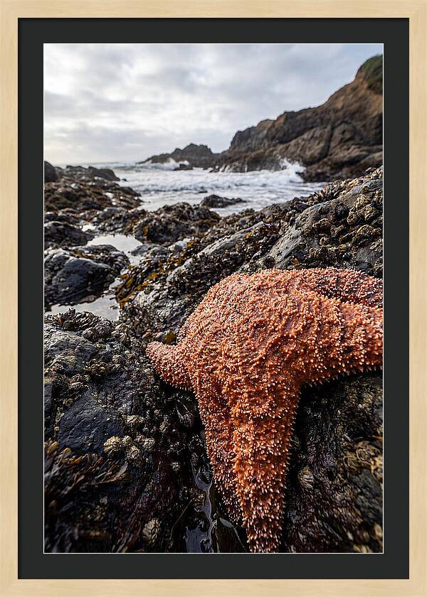 Starfish Texture Detail