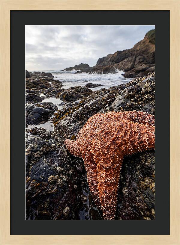 Starfish Texture Detail