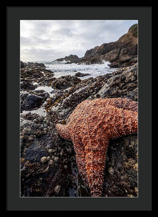 Starfish Texture Detail