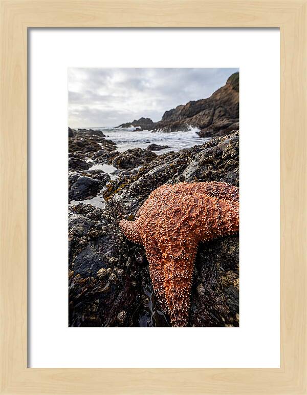 Starfish Texture Detail