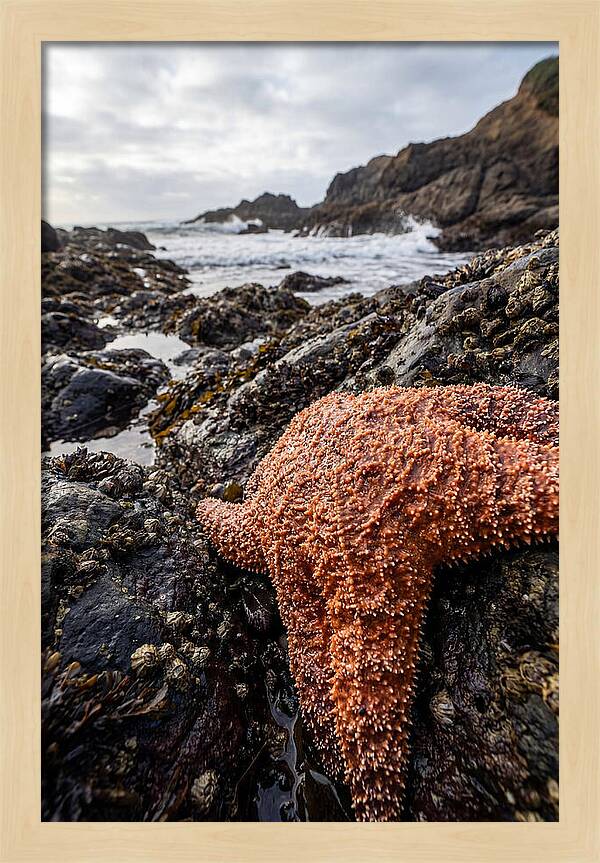 Starfish Texture Detail