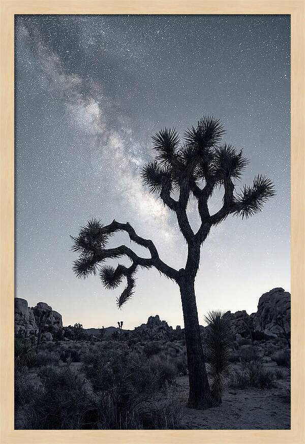 Starlit Serenity Above Joshua Tree