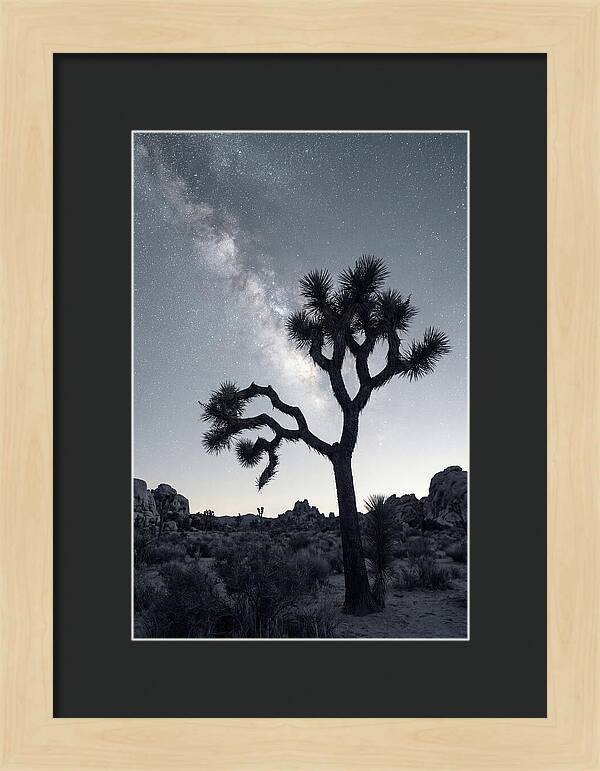Starlit Serenity Above Joshua Tree