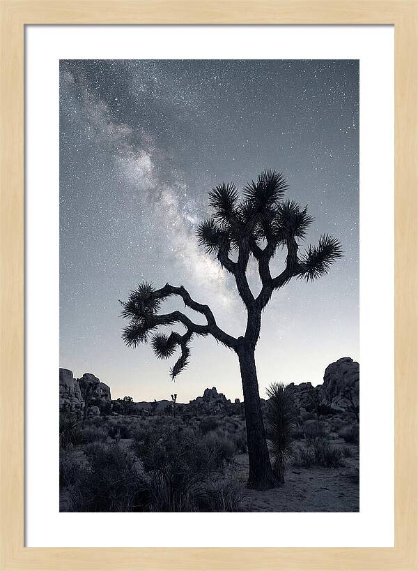 Starlit Serenity Above Joshua Tree