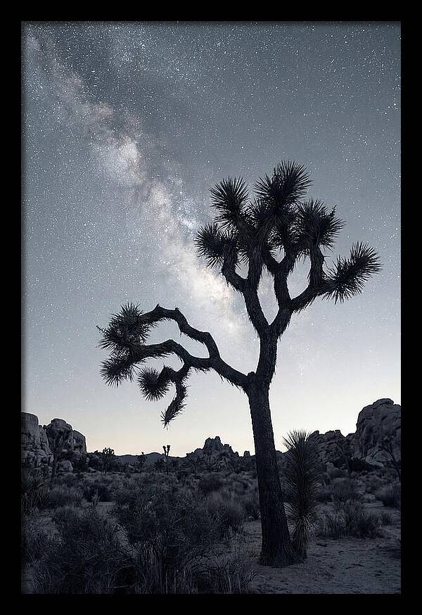 Starlit Serenity Above Joshua Tree