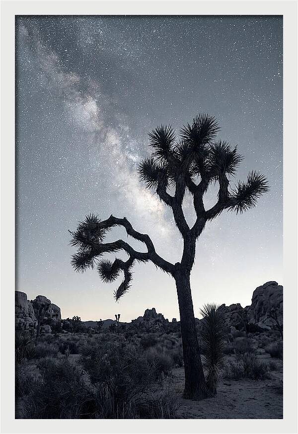 Starlit Serenity Above Joshua Tree