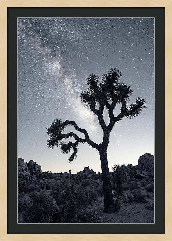 Starlit Serenity Above Joshua Tree