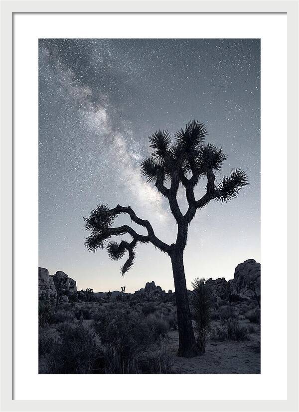 Starlit Serenity Above Joshua Tree