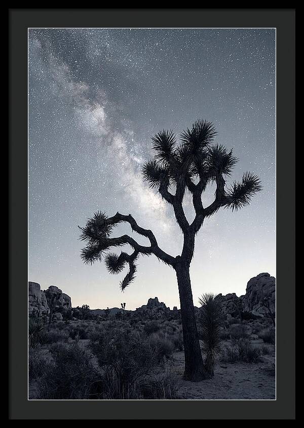 Starlit Serenity Above Joshua Tree