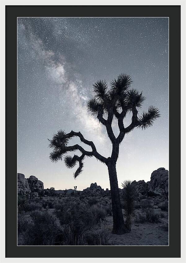 Starlit Serenity Above Joshua Tree