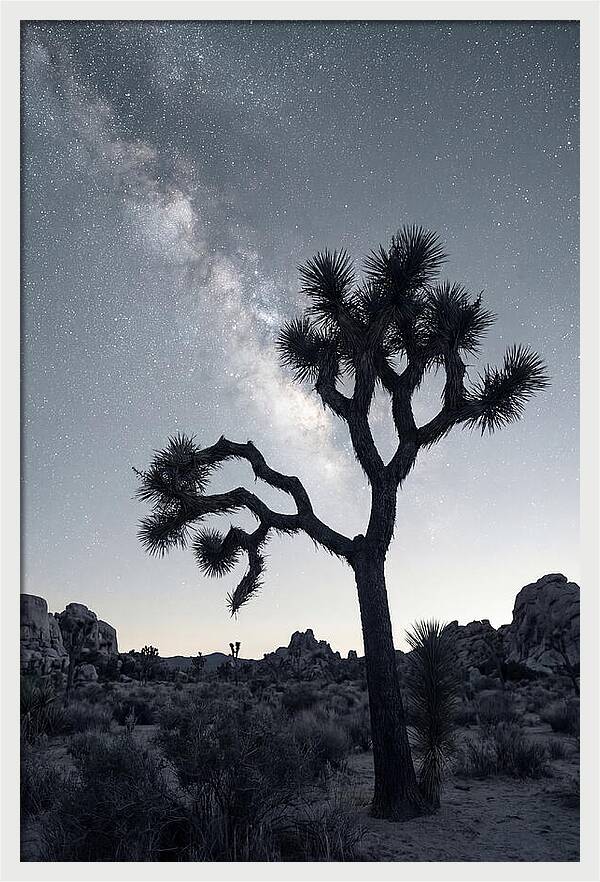 Starlit Serenity Above Joshua Tree
