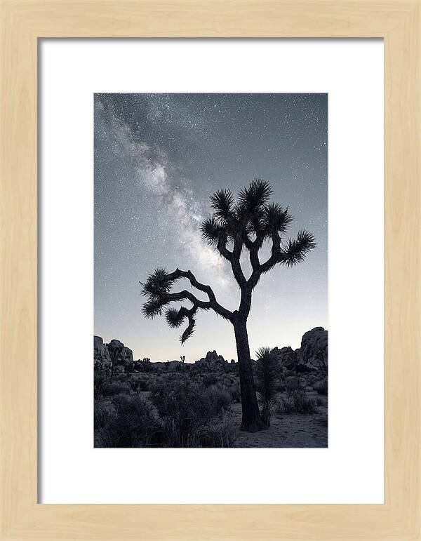 Starlit Serenity Above Joshua Tree