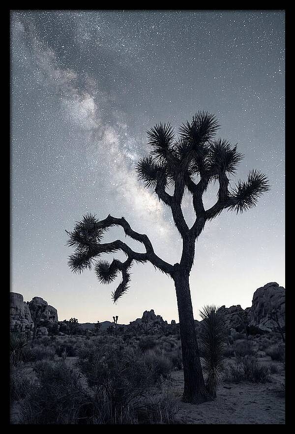 Starlit Serenity Above Joshua Tree