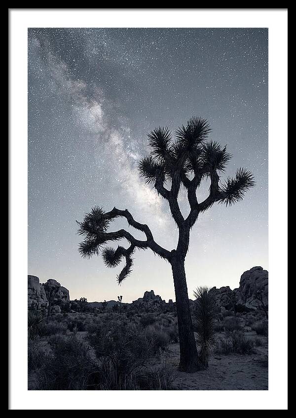 Starlit Serenity Above Joshua Tree