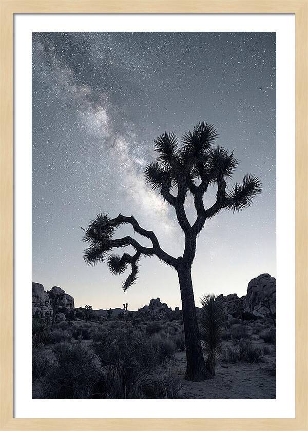 Starlit Serenity Above Joshua Tree