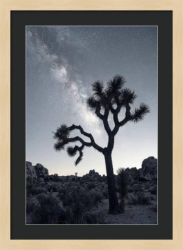 Starlit Serenity Above Joshua Tree