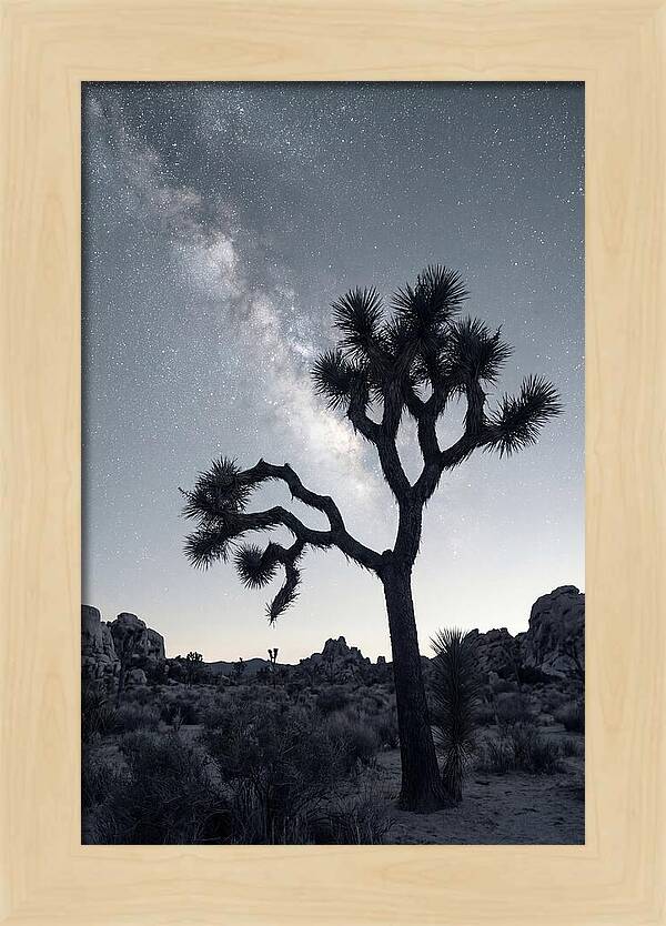 Starlit Serenity Above Joshua Tree