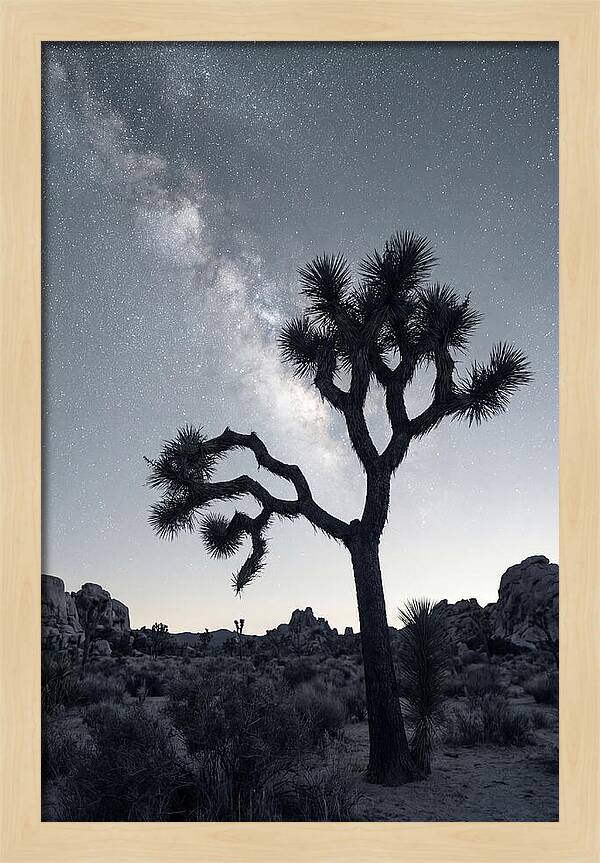 Starlit Serenity Above Joshua Tree