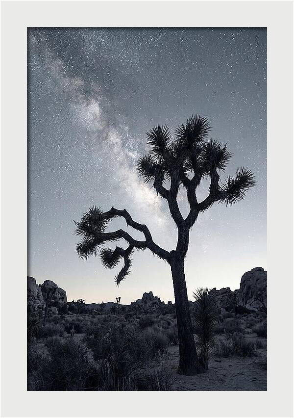 Starlit Serenity Above Joshua Tree