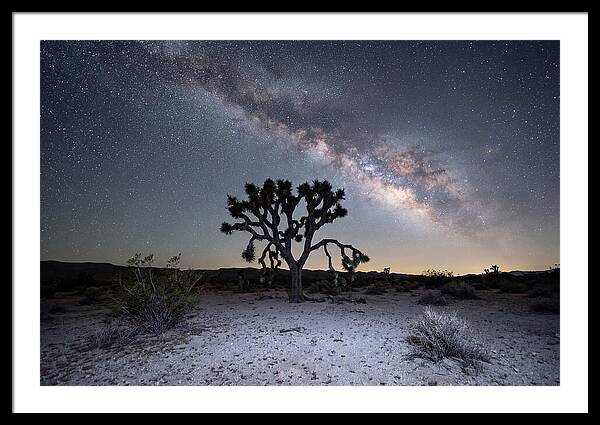 Starlit Serenity Over Joshua Tree