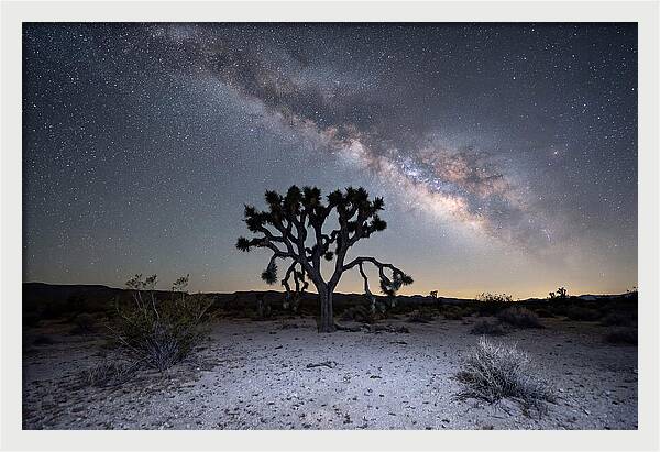 Starlit Serenity Over Joshua Tree