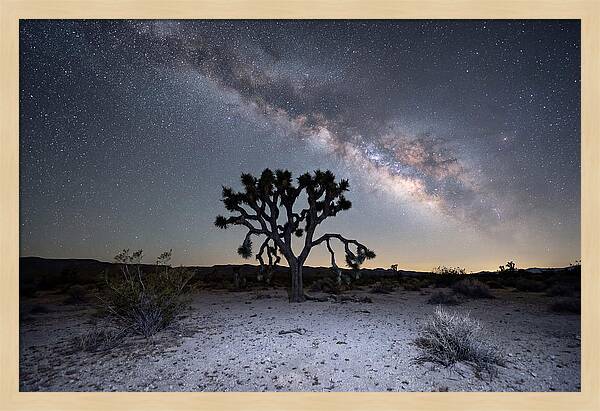 Starlit Serenity Over Joshua Tree