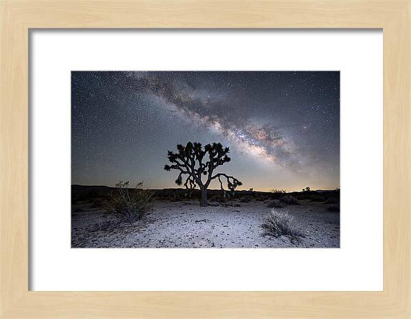 Starlit Serenity Over Joshua Tree