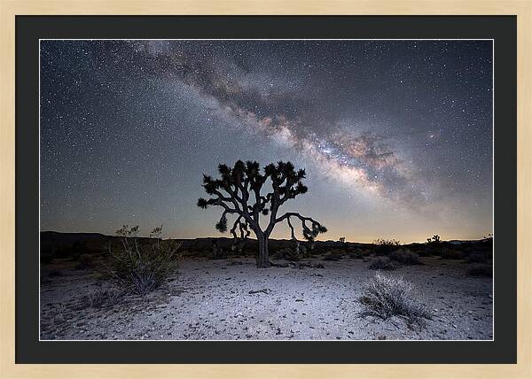 Starlit Serenity Over Joshua Tree