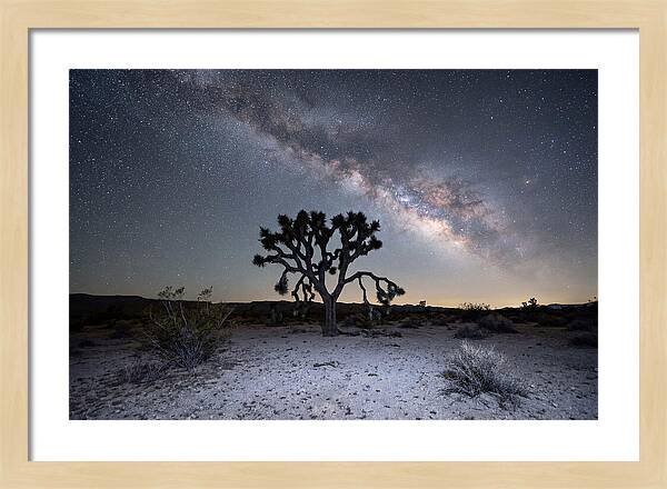 Starlit Serenity Over Joshua Tree