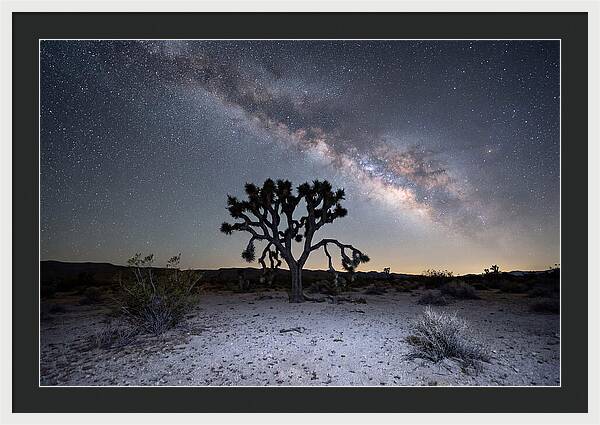 Starlit Serenity Over Joshua Tree