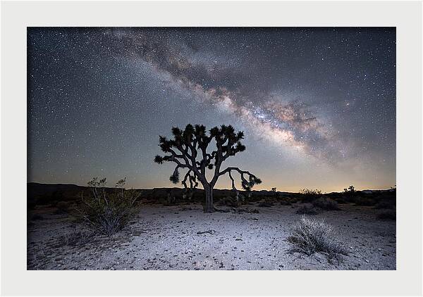 Starlit Serenity Over Joshua Tree