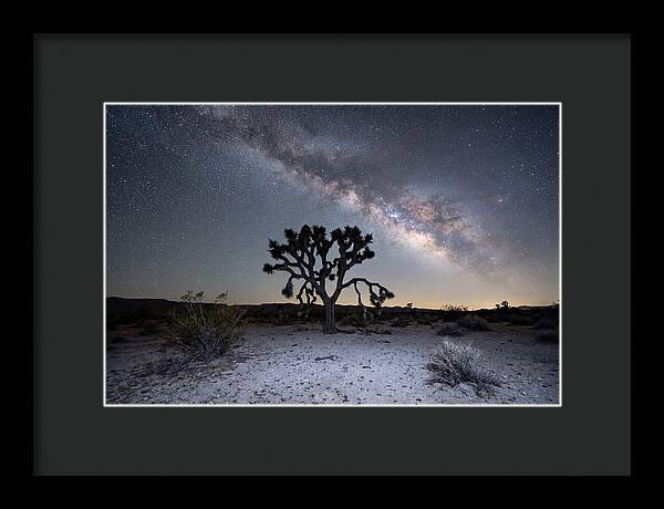 Starlit Serenity Over Joshua Tree