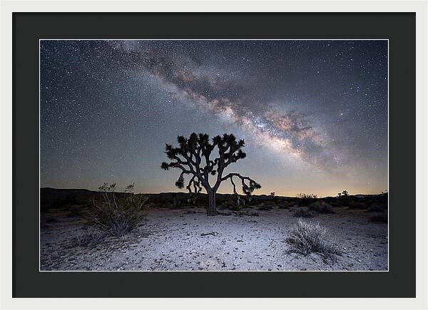 Starlit Serenity Over Joshua Tree