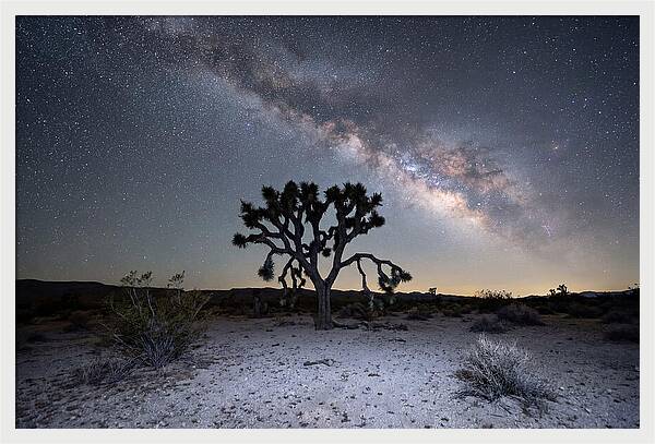 Starlit Serenity Over Joshua Tree