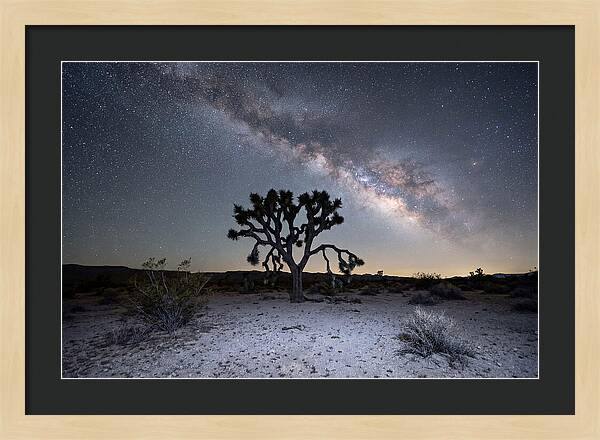 Starlit Serenity Over Joshua Tree