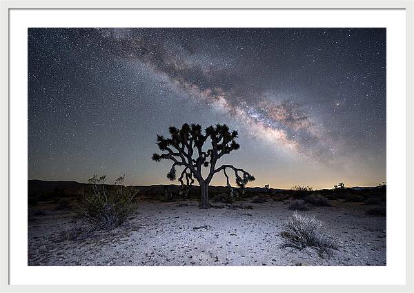Starlit Serenity Over Joshua Tree