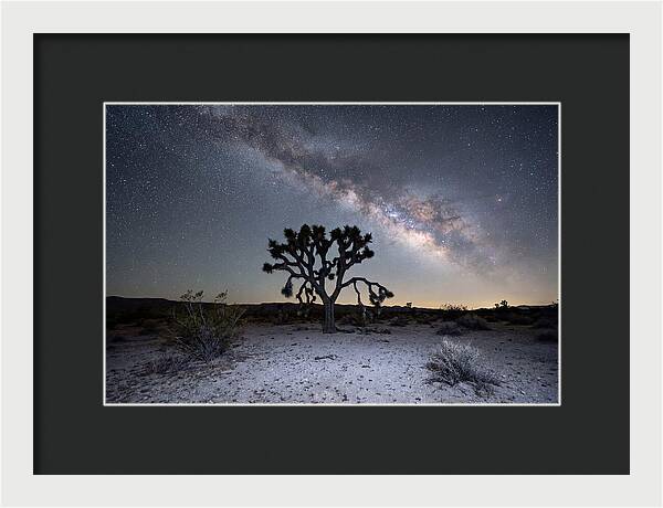Starlit Serenity Over Joshua Tree