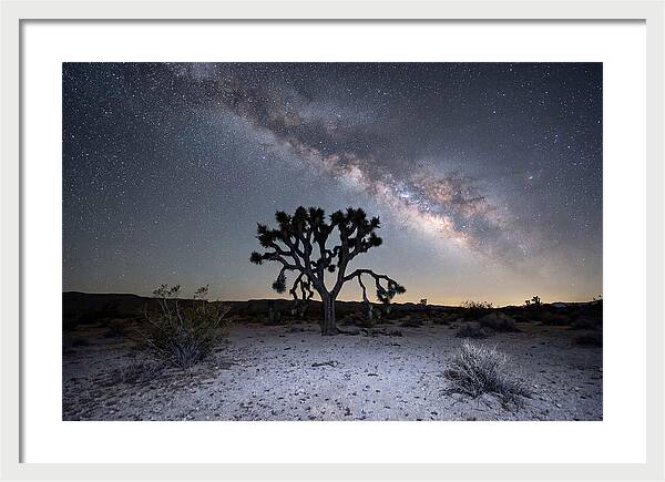 Starlit Serenity Over Joshua Tree