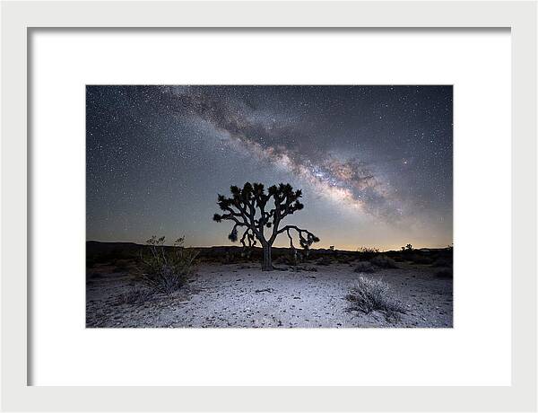 Starlit Serenity Over Joshua Tree